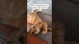 POV; the legend about ginger cats is true 🤣