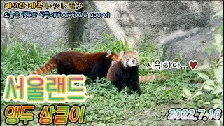 [서울대공원 레서판다 앵두 상큼이] 서울대공원 대표 귀요미 커플 레서판다 앵두 상큼이의 하루 ソウル大公園 レッサーパンダアポロー&ポポ
