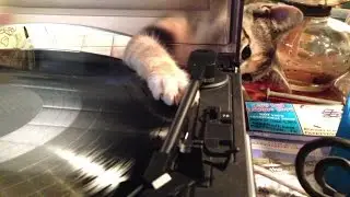 DJ Kitty Cat