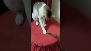Knife and cat
