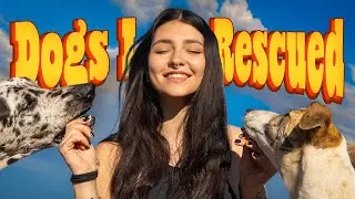 The Rescue Stories of My 8 Dogs | Life on the Farm