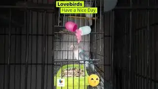 Best months for lovebirds breeding  Lovebirds breeding progress #shorts #viral #youtube #shortsfeed