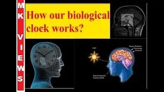 This Is How Our Body Clock Works | how internal clock work | Us scientist win Nobel Prize
