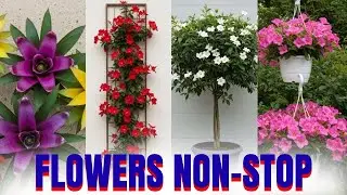 12 Best Plants that Bloom all Year Round