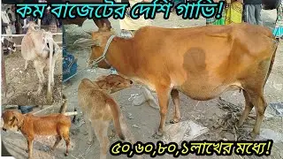 দেশি গাভি ও বাছুর দেখুন বরমী বাজার হাট || সবচেয়ে কম বাজেটের মধ্যে সেরা গাভি ও বাছুর! cow prices 2025