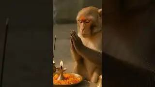 A monkey is engaged in worship. #shorts #monkey #worship #viral