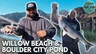 Fishing Willow Beach & Boulder City Pond &ndash; Big Striped Bass & Trout Limits Caught!!