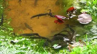 Wild smooth newts -lissotriton vulgaris, in a #Zenpond