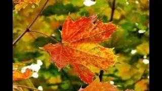 Feuille d&rsquo;automne  🍁🍂 Isabelle jaccard