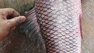 BABAR SAME FISH is live!