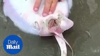 Incredible moment stingray gives birth to two baby rays on a beach