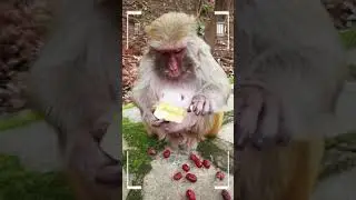 Funny Monkey | Monkey eating | Monkey play | Monkey show | SRKH Monkey