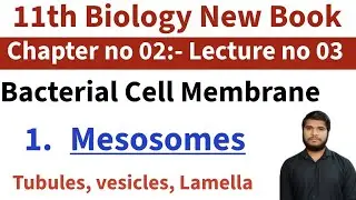 Bacterial Cell Membrane Explained| Mesosomes| Functions of Mesosomes| 1st year Bio New Book| Lec # 3