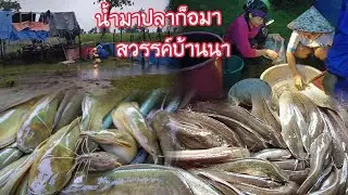 วันที่รอคอย ปลาลงโต่งปีนี้หลายกว่าทุกปี !! เกิดมาพึ่งเคยเจอ 🐟ปลาดุกเยอะขนาดนี้