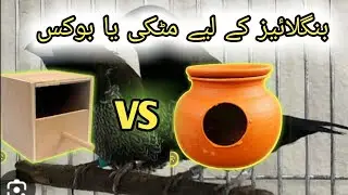 BOX acha hai (Society finch k liye) MATKI Nahi🤗🐦 || breeding box vs matki || finch breeding box