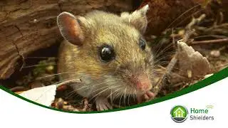 Smart Rodent Repellent - Gets Rid of Rats, Mice, Roaches & Rodents In 7 Days Or Its Free