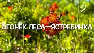 Огонёк Леса: Тайны и Сила Ястребинки. / Orange Hawkweed, often called &ldquo;Little Fire of the Forest.&rdquo;
