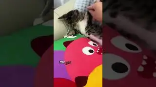 #shortvideo #animals #healing #funny #cat