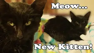 We Accidentally Got a Kitten!