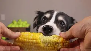 ASMR Dog Reviewing Food - Sophie eating corn on the Cob