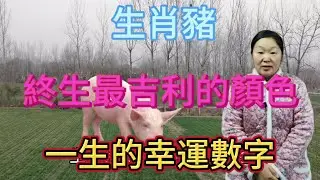 生肖屬相豬！屬豬人終身最吉利的顏色！生肖屬豬人一生的幸運數字！本期視頻講述生肖豬！#生肖 #風水 #財運 #佛教