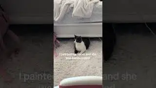 She s so cute #cats #cat  #kitty #kittycat #kittysoftiktok #cattok #cats