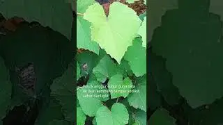 Baja tradisional pokok anggur tetap subur