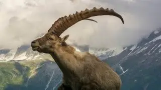 The Story Behind Trophy Hunting || Astore Markhoor || Deron James markhoor Hunting