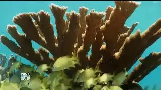 Can Cuba preserve ecosystems while profiting from tourism?