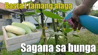 Ep.3 How to Plant, Grow, Harvest Cucumbers | From Sowing to Harvest to Table | Backyard Gardening