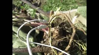 Roots At Harvest   Elecampane Root Oct 2022