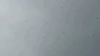 #7242, Gallinazos volando en lo alto [Raw], Aves y animales