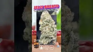 Jelly Breath THCa Flower | Exotic Indoor Indica | 30% Potency | Berry Lavender | Bulk THCa #thca