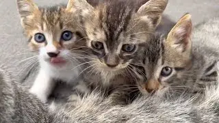 Innocent mother cat feeds her kittens, a family portrait that will warm your heart
