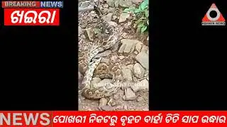 Khaira:A big barha chit snake being rescued by forest range oupada