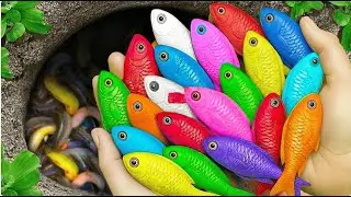 Catch beautiful aquarium fish in small pond baby turtles, eel, frog, pencil fish, guppies, nemo fish