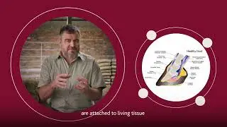 Die impak van suurpens op hoefgesondheid | Molatek Explainer Series