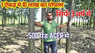 👍👍dense plantation👍🌳 poplar ki kheti,agroforestry #farming  #agronomy@Bharatkisanjivan