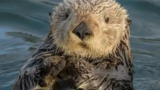 OTTER SPIRIT GEMSTONES, beautiful jewelry to clear your chakras and support wild sea otters 🤗💐