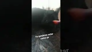 juanito