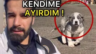 YAVRU KÖPEKLER GİTTİ - KENDİME GRİ RENK AYIRDIM ! 