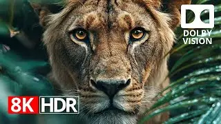 Unmatched Clarity and Depth in 8K HDR 120fps Dolby Vision