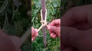 Amazing knot#shorts#video#Amazingknot