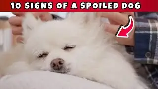 Are You Spoiling Your Dog Without Knowing It?