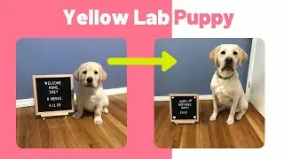 Watch A Yellow Lab Puppy Grow From 8 Weeks to One Year