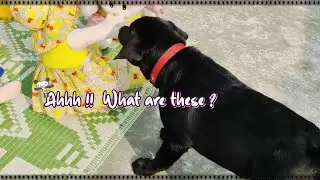 SULU SCARED OF TOYS | DOG FUNNY COMPILATION | DO SHARE WITH LOVE