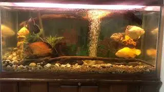 Oscar fish breeding rituals and relaxing music