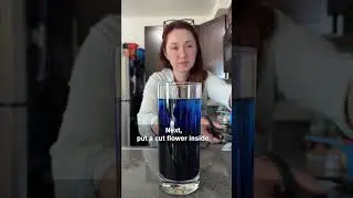 Цветы меняют цвет с помощью этого научного эксперимента