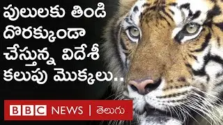 Foreign weed: పులుల మనుగడకే ముప్పుగా మారిన విదేశీ కలుపు మొక్కలు భారత్‌కు ఎలా వస్తున్నాయి? | BBC