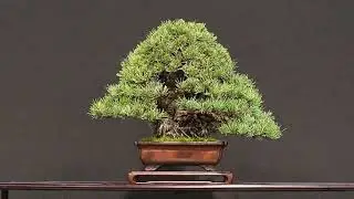 Trophy Genk 2023 Shohin! @bonsai4all